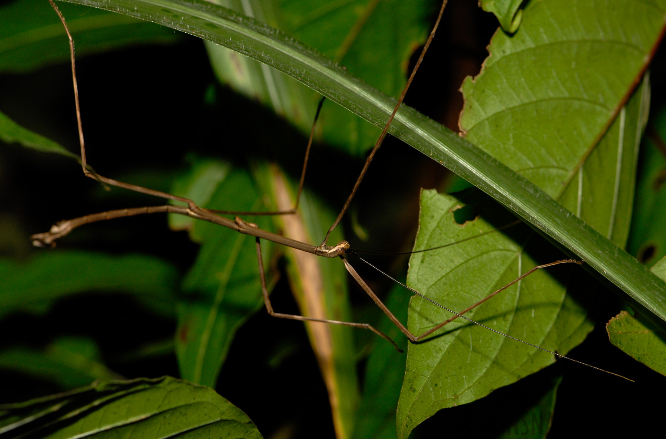 Phasmatodea sp [105 mm, 1/60 sec at f / 11, ISO 200]